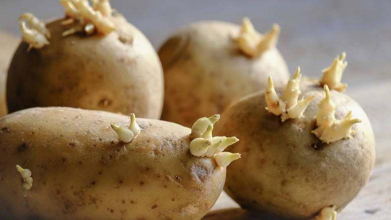 Картофель – пища богов или еда выживальщика? Нео Фициал